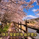 만성리 파출소 옆 | 여수 벚꽃 만개 ㅣ 여수벚꽃개화 상황 2026🌸 지금 가야 하는 명소 TOP 4월4일