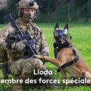 Lioda, malinois et membre des forces spéciales 🪖 Le meilleur du monde de J 이미지