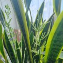 산세베리아농원
