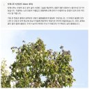CU기업도시2호 | 유한킴벌리 2026 신혼부부 나무심기 선정 후기 (경쟁률 24:1, 발표 시간 공개)