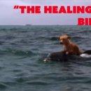 The Healing 이미지