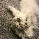 블리 블리 이미지