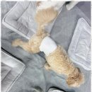 놀루오숑 이미지