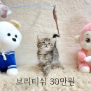 고양이분양 2개월된 아기고양이 저렴하게 분양해드려요~ 이미지