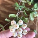 땡글이네 이미지