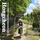 가리산농장 | 8월 강원도 홍천 가볼만한곳 가리산 중앙시장 수타사 홉 체험 까지