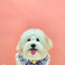 강아지 미용실 이미지