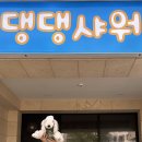 댕댕샤워 이미지