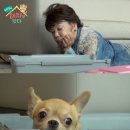 해피 텐아시아