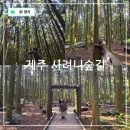 삼학도 무장애길 입구 | 제주 표선 가볼만한곳 제주도 숲 걷기좋은길 사려니숲길 붉은오름 입구