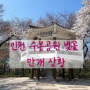 (주)스카이워크 | 인천 벚꽃 명소 추천, 수봉공원 벚꽃 만개 시기, 스카이워크 솔직 후기