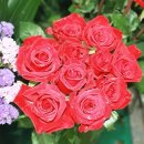 고령꽃집 이미지