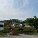 세모난나무 이미지