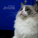 마론도리스(Marondollis) 이미지