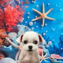 울알라애견미용 이미지