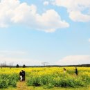 가시리마을 | 제주 가시리 유채꽃밭 풍차 배경 이색풍경 사진찍기좋은곳(ft.조랑말체험공원)