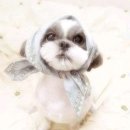 귀여운 강아지 이미지