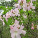 명지바람 이미지