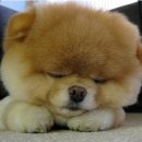 귀여운 강아지 이미지