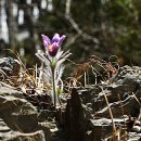 동강할미꽃마을 이미지