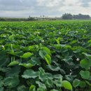 옥동태양광발전소 이미지