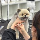 펫미용 | 전포동강아지미용 고민끝! 이바우펫 무료미용 후기 (서면)