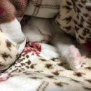 더드림동물병원 | 고양이 동물병원 회고록