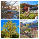 양산 통도사 가을 단풍 암자 사명암 백련암 은행나무 극락암