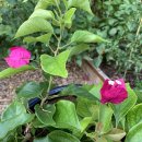 꽃이될개 이미지