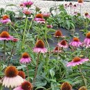 강산농장 이미지