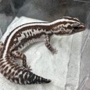 미건렙타일