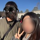 [일상] 에버랜드 워킹사파리 후기, 삼성 모빌리티뮤지엄