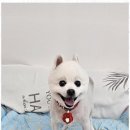 선사애견 이미지