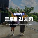 푸르름의 농원 | 담양 이색체험 | 후산농원 에서 블루베리 농장 체험 준비물과 꿀팁