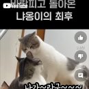 바람난고양이 이미지