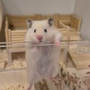 달빛 햄스터리 서울점 이미지