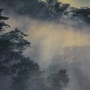 아리산 Daum카페