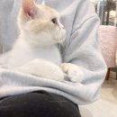 천사캣 | 김해고양이카페 내외동 캣과사분의삼 개냥이천국 실내데이트추천