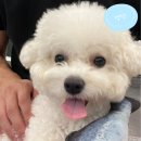 독 블레스 유 이미지