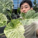 오매풀망