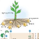 뿌리혹박테리아
