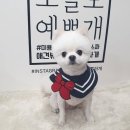 애틋하개 이미지