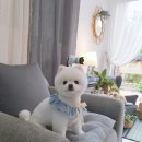 다이아몬독 이미지