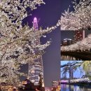 (주)모루미디어개발 | 2026 서울 오늘 석촌호수 벚꽃 축제 날짜 야경 후기