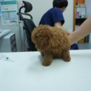 재영동물병원 이미지