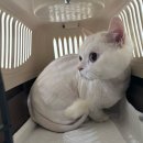 고양이 미용실 안냥 이미지