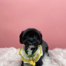 행복한애견미용실 이미지