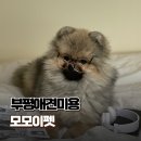 도봉리 431-10 도로변 | 부평 강아지 미용, 어디서 할까? 모모이펫 방문 후기
