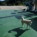 금계령주유소 이미지