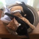 펫 게스트하우스 이미지